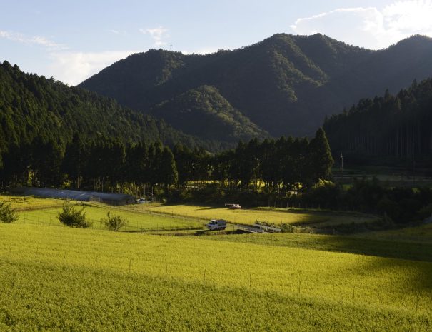 Tochihara fields