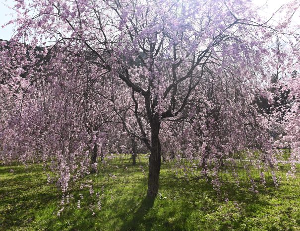 sakura Miyama 002_