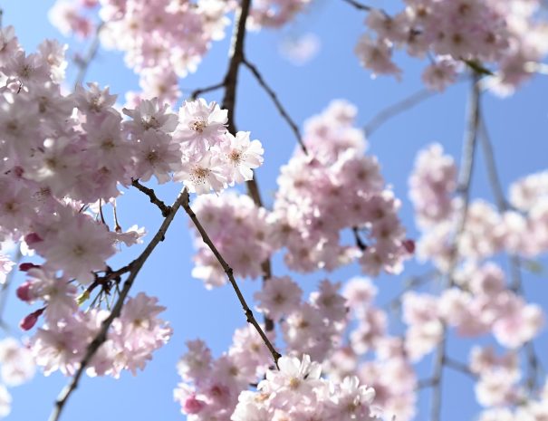 sakura Miyama 004_